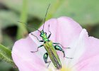 04) Male Swollen-Thighed Beetle.jpg